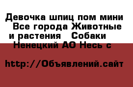 Девочка шпиц пом мини - Все города Животные и растения » Собаки   . Ненецкий АО,Несь с.